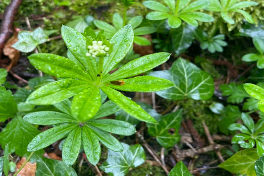 Sweet Woodruff - Master of the Woods